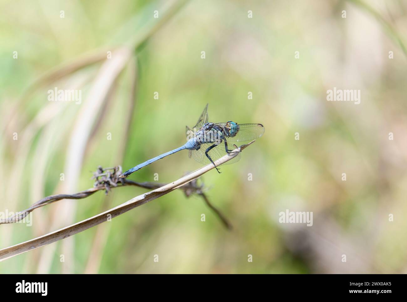 Un écumoire bleu audacieux Orthetrum stemmale libellule en Afrique du Sud repose sur une brindille, mettant en valeur ses ailes délicates et son corps élancé dans un cadre naturel. Banque D'Images