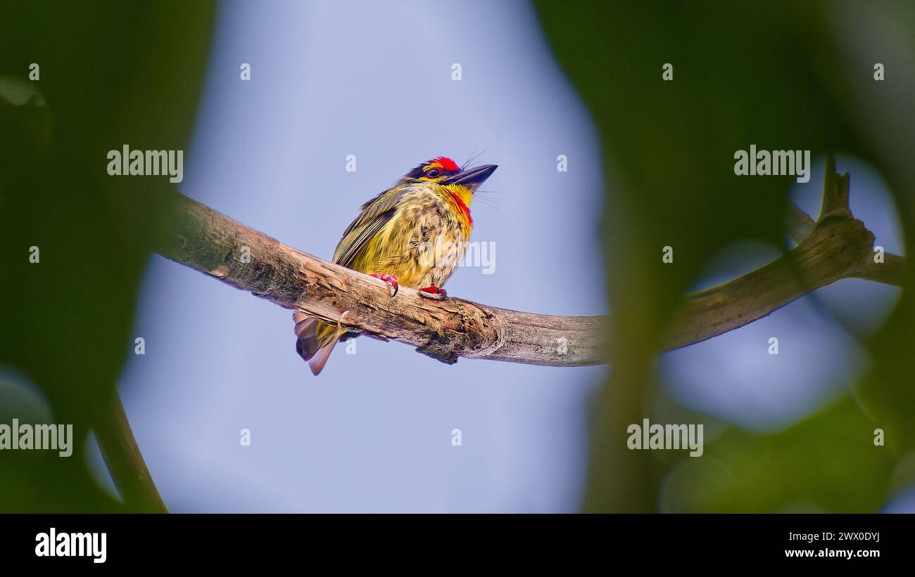 Un oiseau de Barbet de Coppersmith (Psilopogon haemacephalus) est assis dans un arbre sur une branche encadrée par une végétation floue, Pattaya, Thaïlande Banque D'Images