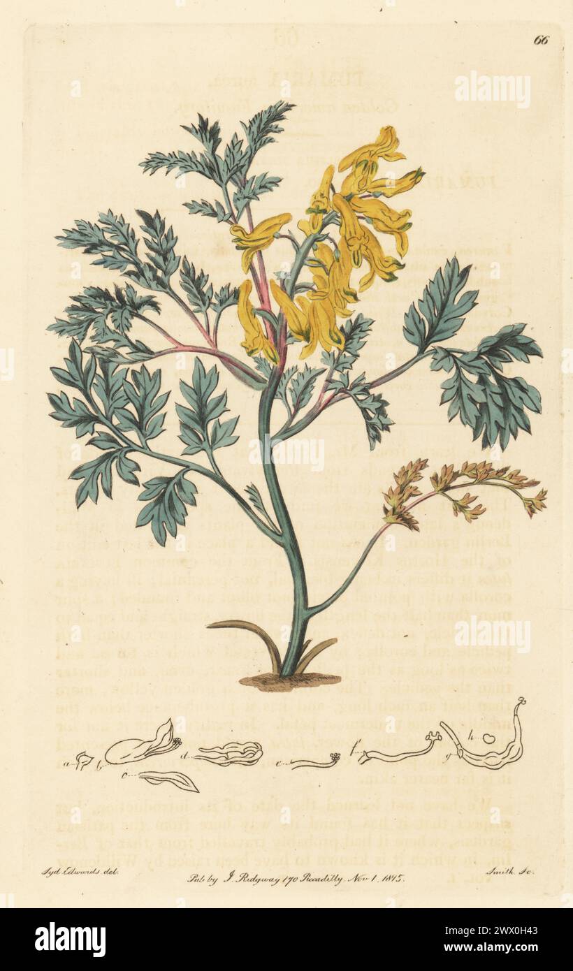 Oeufs brouillés ou fumée dorée, Corydalis aurea. Fumier américain doré, Fumaria aurea. Originaire d'Amérique du Nord, dessiné à Joseph Knight's Nursery, Little Chelsea, King's Road. Gravure sur cuivre colorée à la main par P.W. Smith d'après une illustration botanique de Sydenham Edwards tirée de son propre registre botanique, J. Ridgeway, Londres, 1815. Banque D'Images