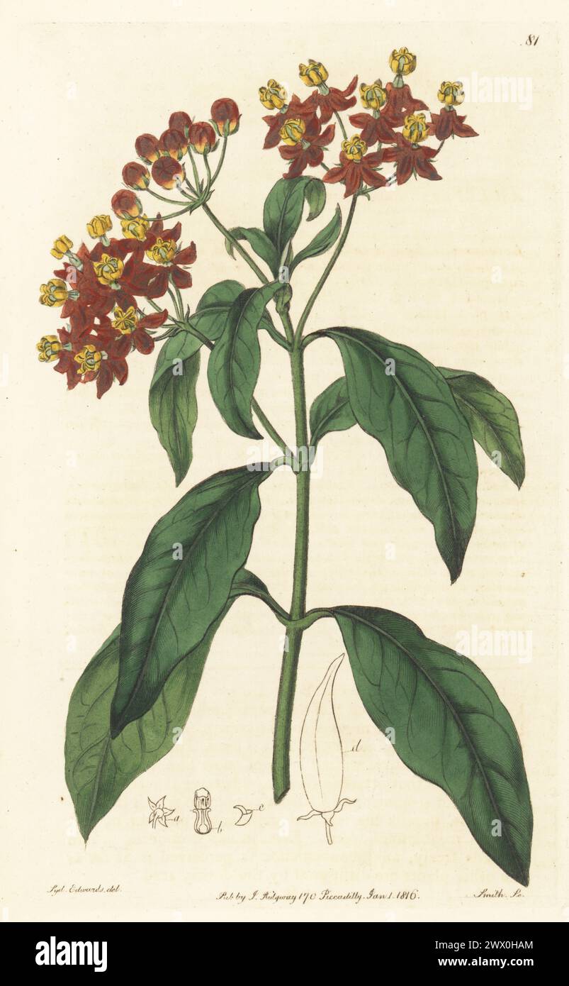 Asclépias tropicales, fleur de sang ou moût d'hirondelle de Curassoa, Asclepias curassavica. Originaire de Jamaïque et des Antilles, tiré d’un spécimen du jardin de Lady Aylesford à Stanmore. Gravure sur cuivre colorée à la main par P.W. Smith d'après une illustration botanique de Sydenham Edwards tirée de son propre registre botanique, J. Ridgeway, Londres, 1815. Banque D'Images