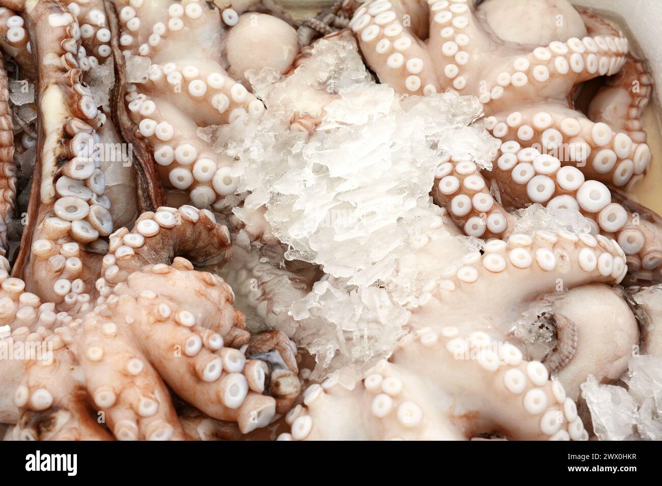 Poulpe fraîchement pêché dans une boîte avec glace à la poissonnerie. Banque D'Images