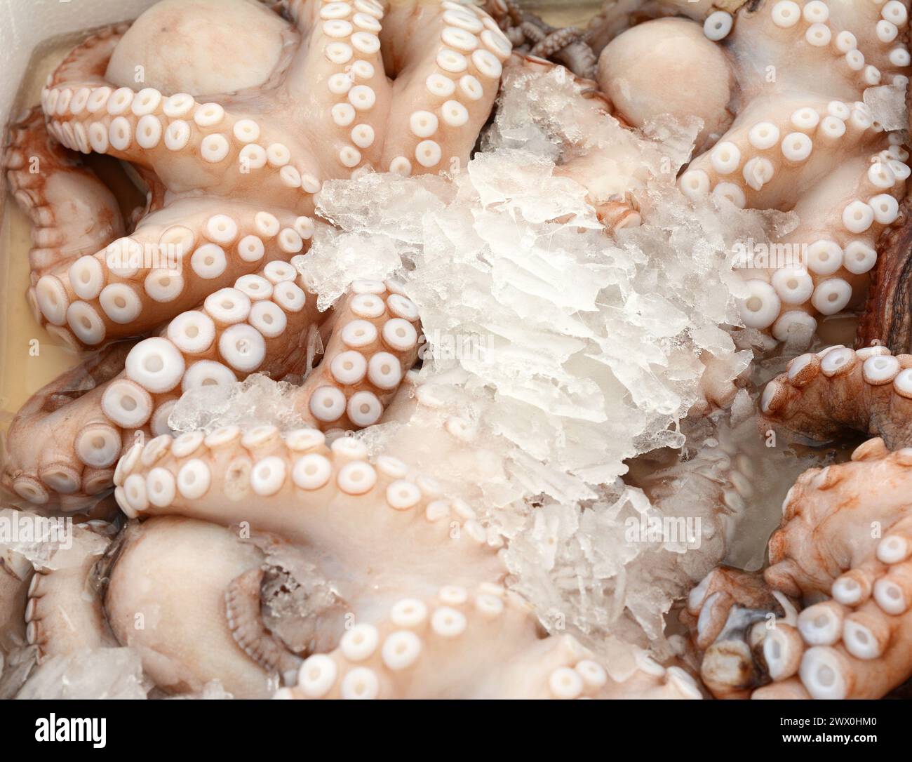 Poulpe fraîchement pêché dans une boîte avec glace à la poissonnerie. Banque D'Images