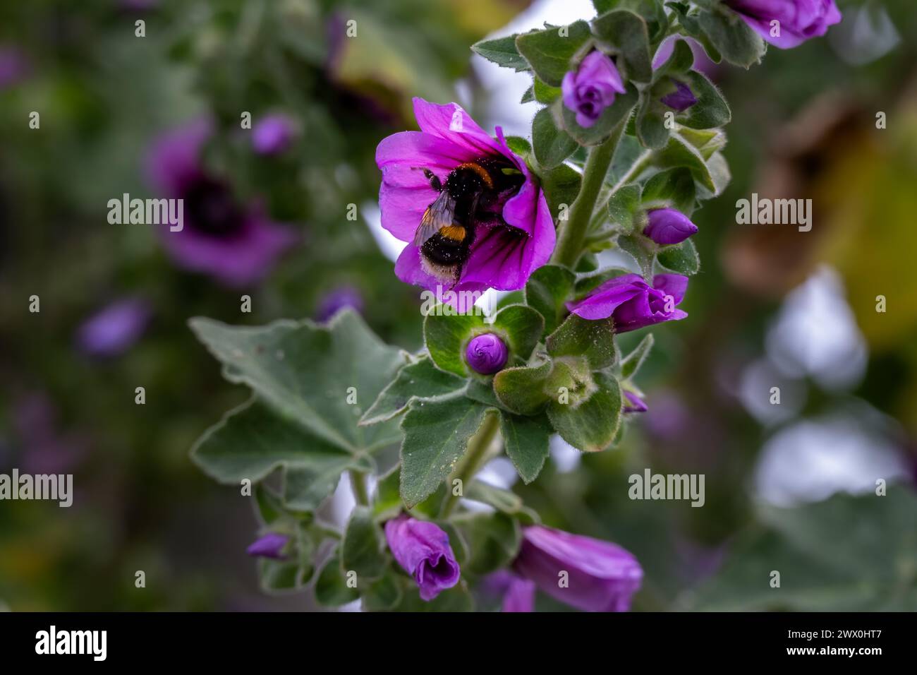 Gros plan d'un bourdon dans un Papaver somniferum violet ou pavot à opium au printemps Banque D'Images