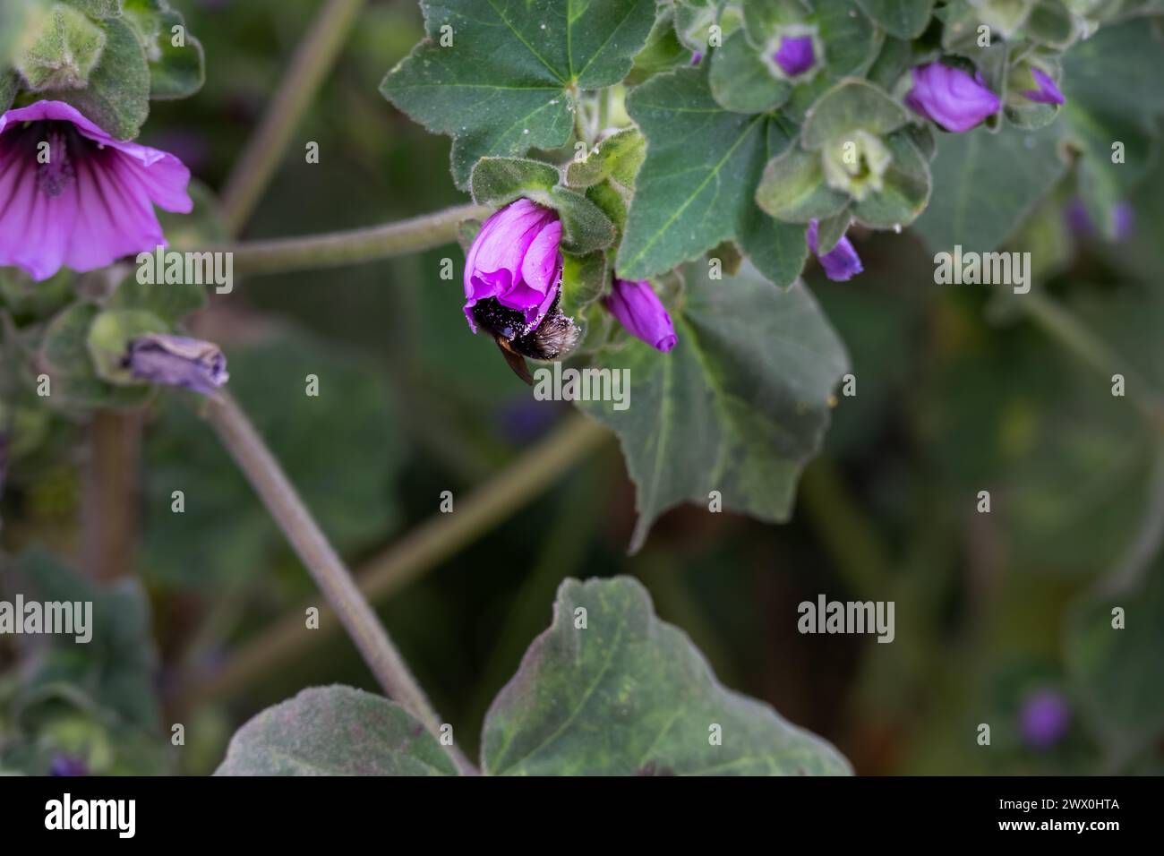 Gros plan d'un bourdon dans un Papaver somniferum violet ou pavot à opium au printemps Banque D'Images