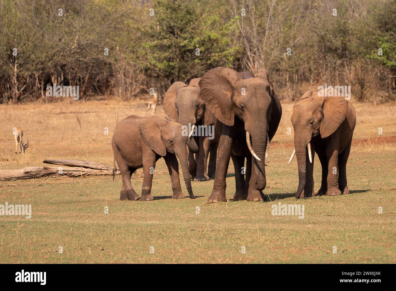 Les éléphants d'Afrique Banque D'Images