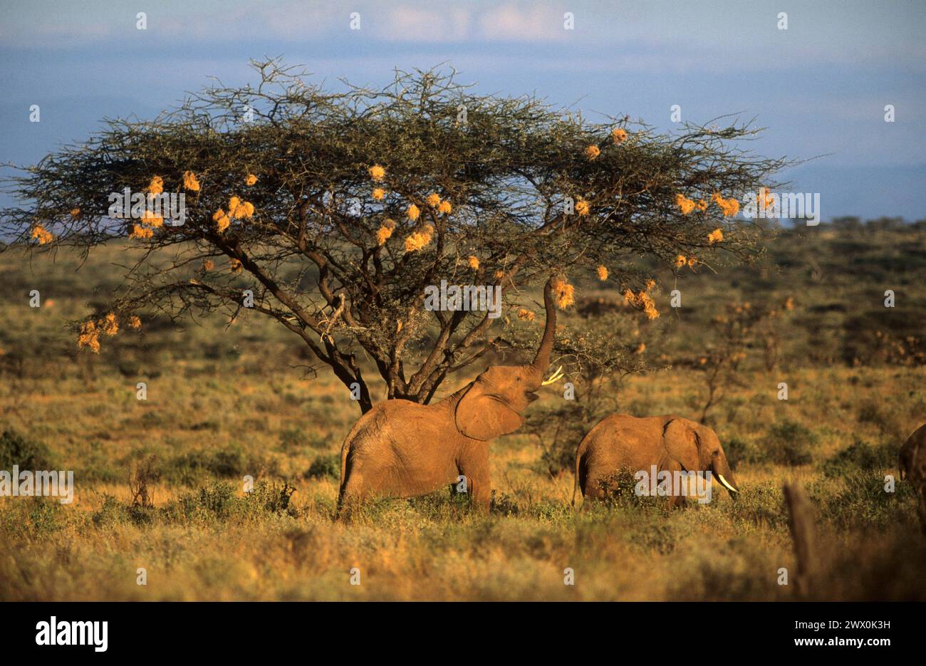 Les éléphants d'Afrique mangeant des tisserands nichent d'un acacia. Parc national de Samburu Kenya Banque D'Images