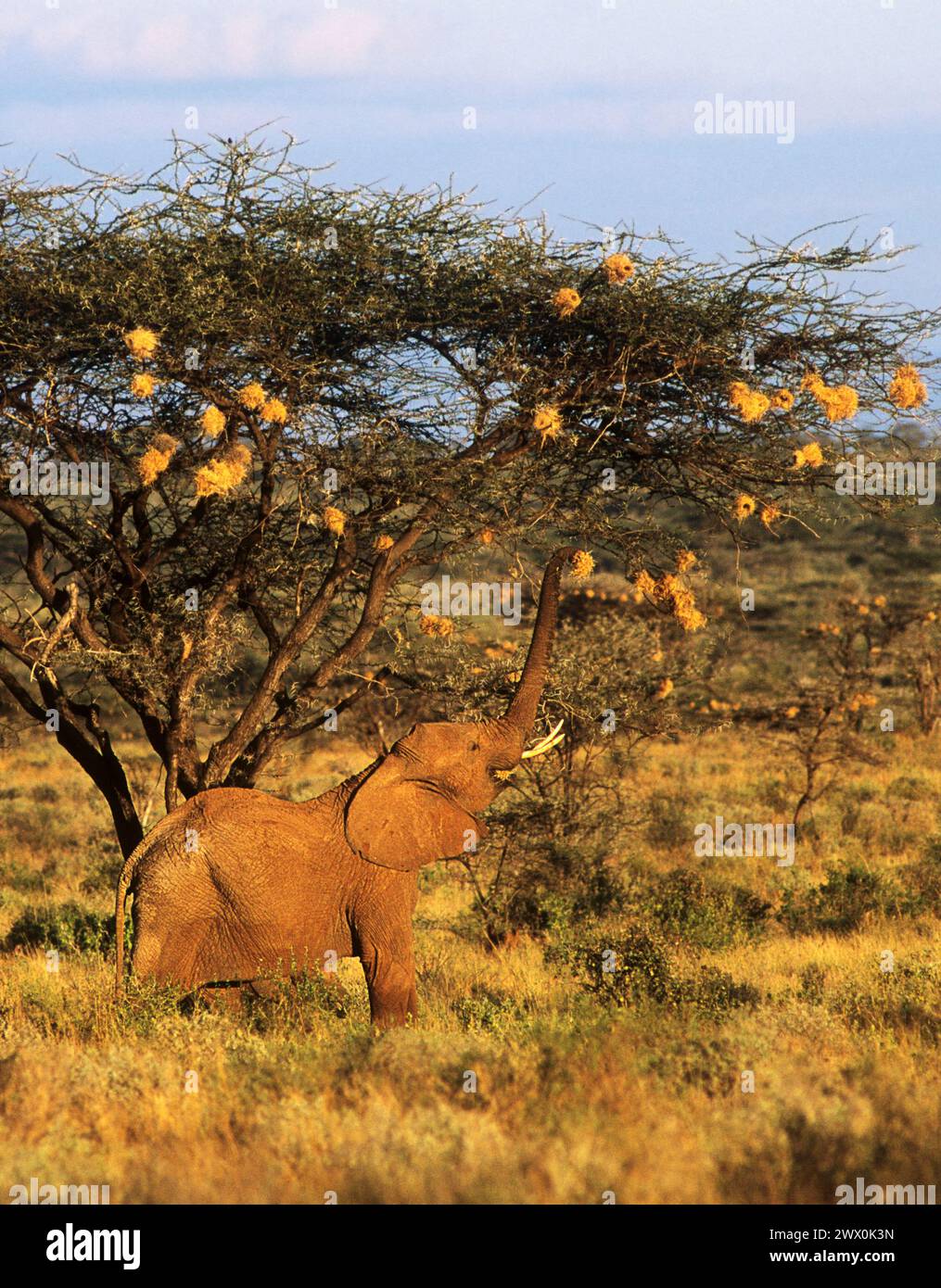 Les éléphants d'Afrique mangeant des tisserands nichent d'un acacia. Parc national de Samburu Kenya Banque D'Images