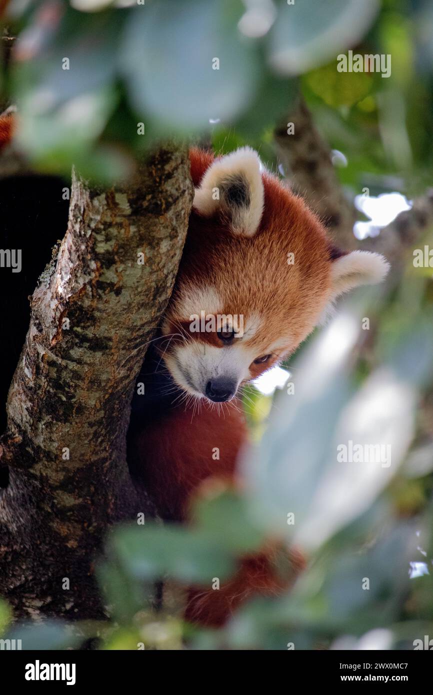 Gros plan d'un panda rouge dans un arbre Banque D'Images
