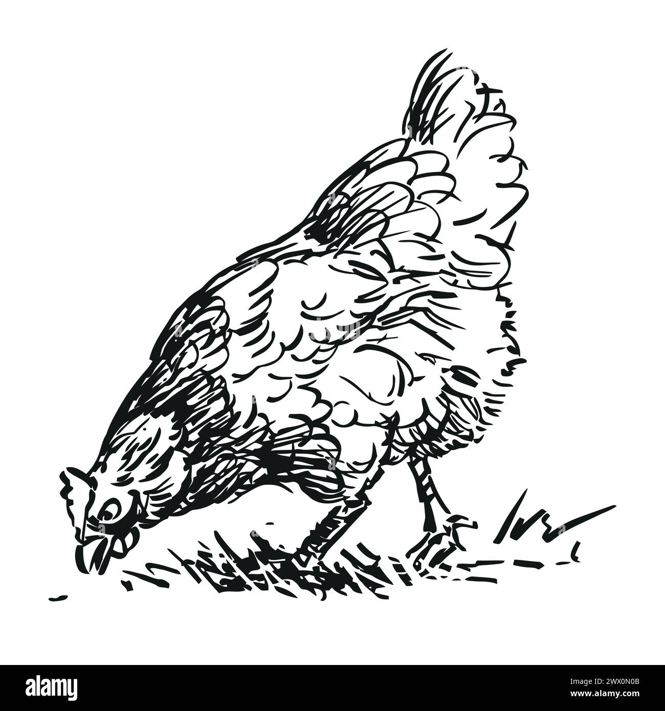 poule - animal de ferme, illustration dessinée à la main en noir et blanc Illustration de Vecteur