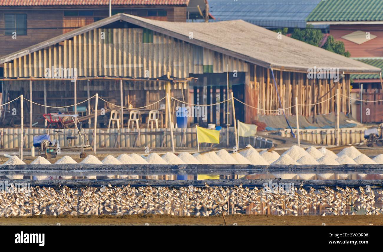 Oiseaux migrateurs échassiers oiseaux de rivage se nourrissant dans les marais salants à Pak Thale, Thaïlande Banque D'Images