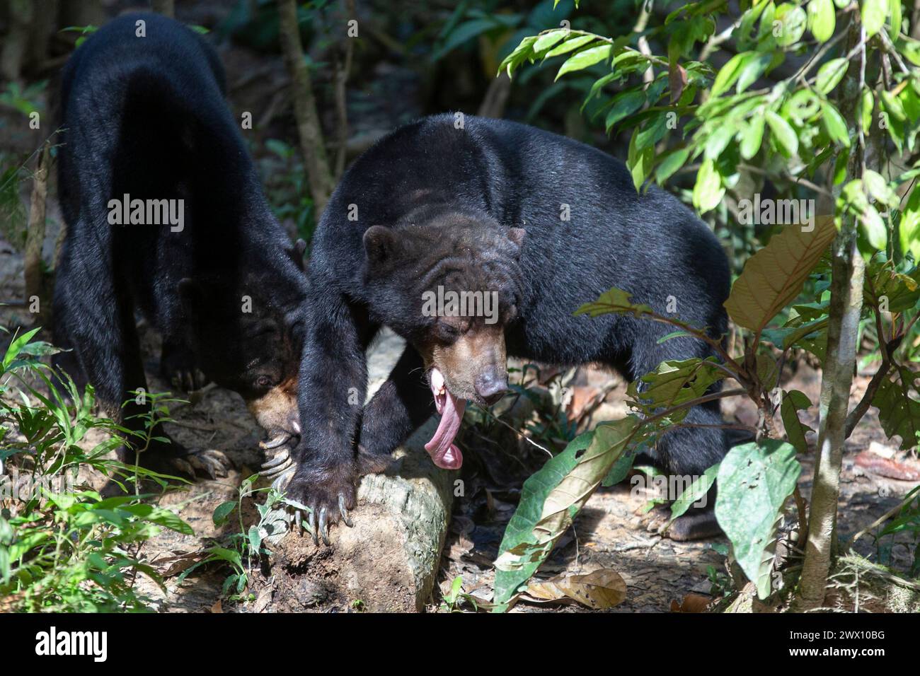 Malayan Sun Bear est le plus petit ours du monde. Banque D'Images