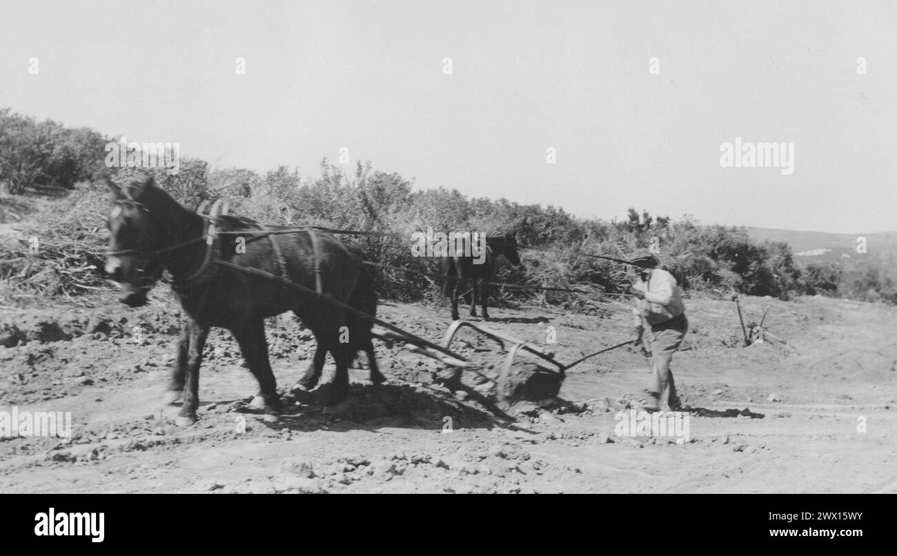 Photographie d'un Fresno à deux chevaux sur une nouvelle route d'administration des travaux publics à la réserve de Manzanita, env. 1936-1942 Banque D'Images