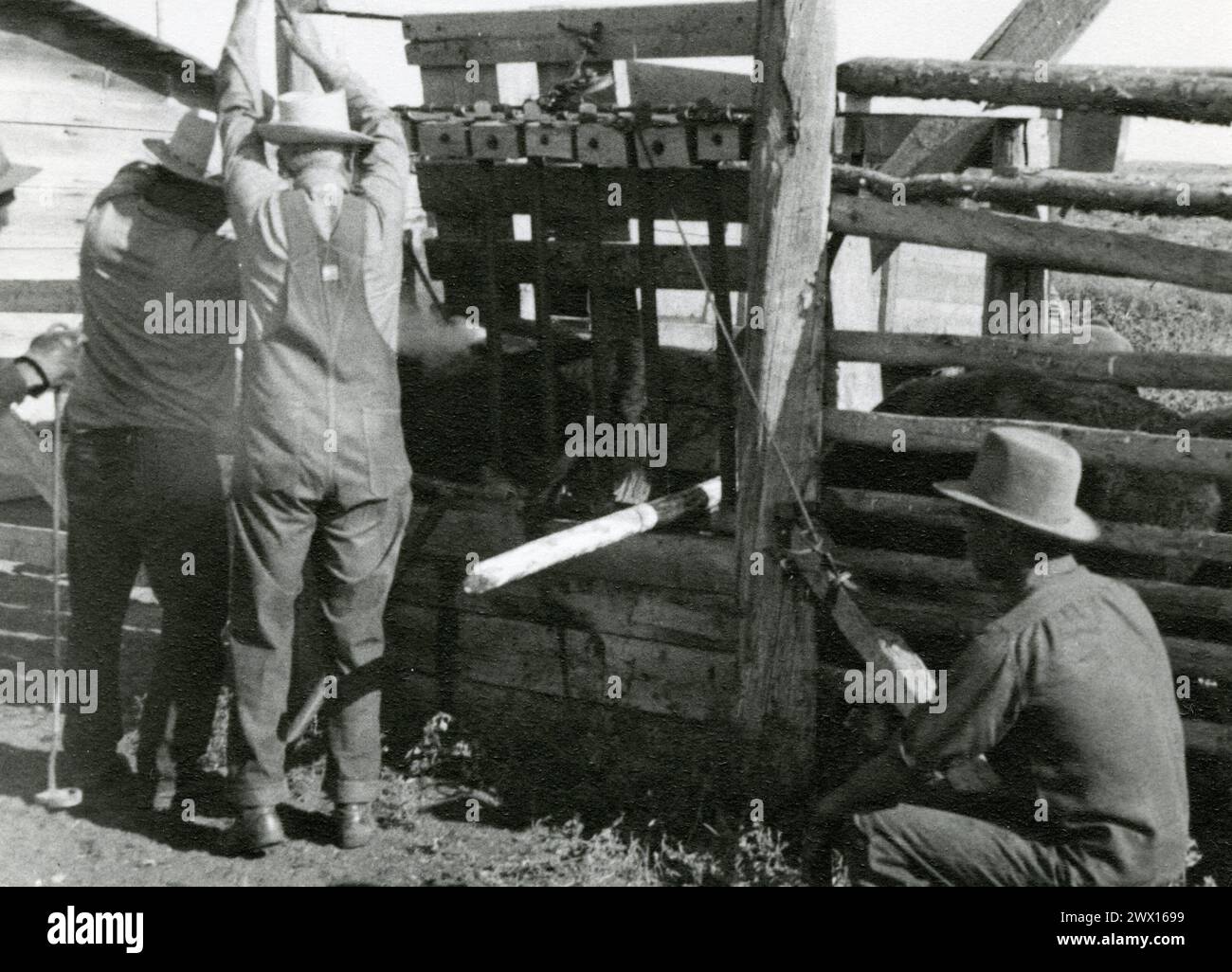 Des cow-boys marquant un veau dans une chute sur un ranch dans le Wyoming CA. 1936-1938 Banque D'Images