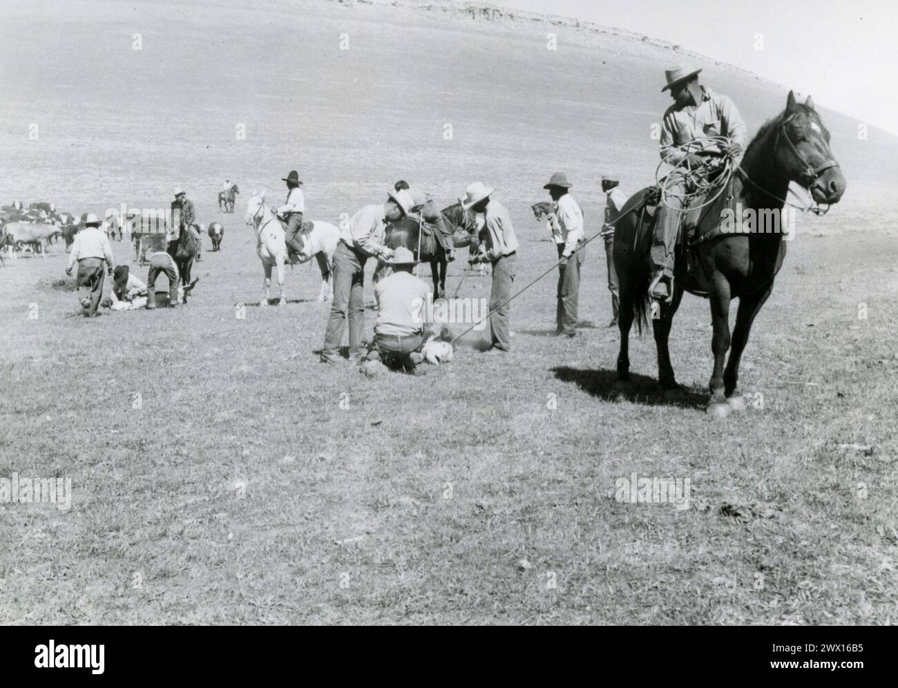 Les cow-boys amérindiens qui marquent le bétail dans un ranch du Wyoming CA. années 1940 Banque D'Images