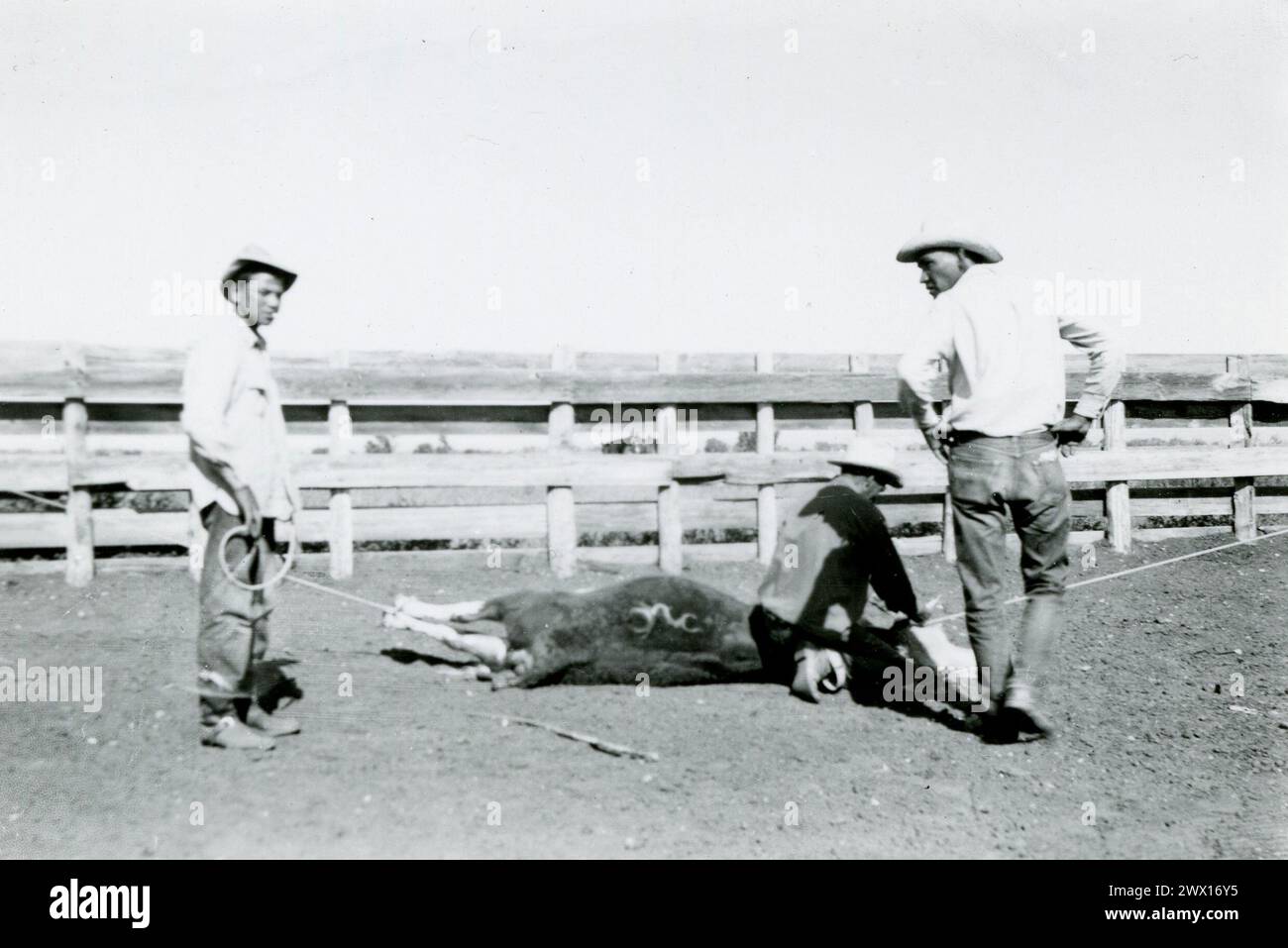 Cow-boys avec un veau cordé, juste avant de marquer sur un ranch du Wyoming CA. 1930s ou 1940s. Banque D'Images