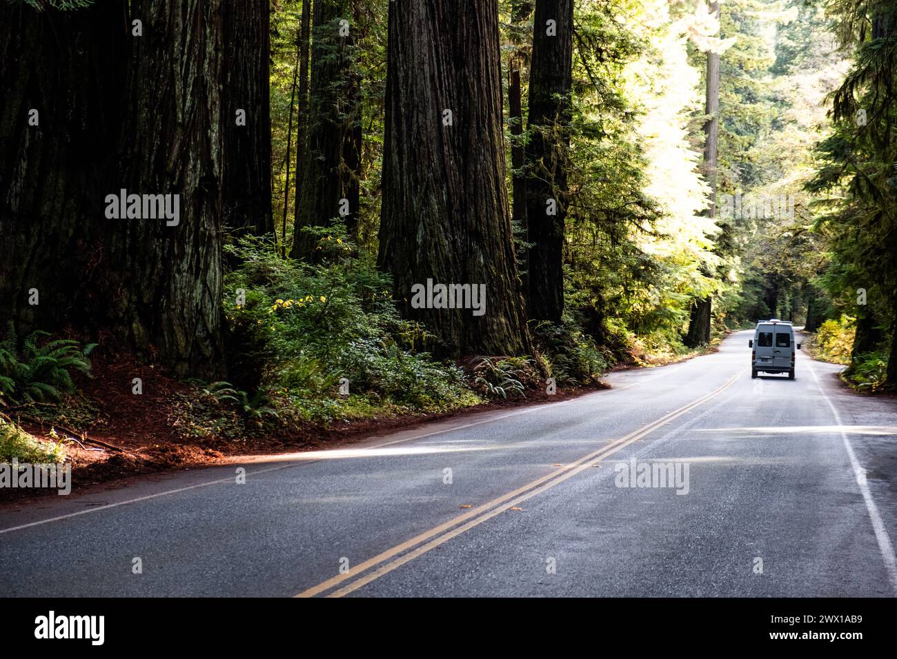 Van est éclipsé par de grands séquoias dans le Humboldt Redwoods State Park en Californie, aux États-Unis. Banque D'Images