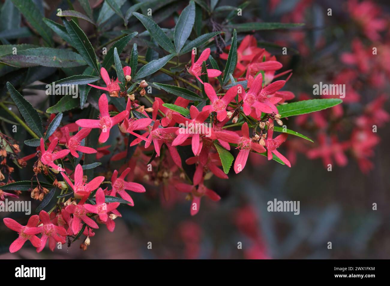 Fleurs du Bush de Noël Banque D'Images