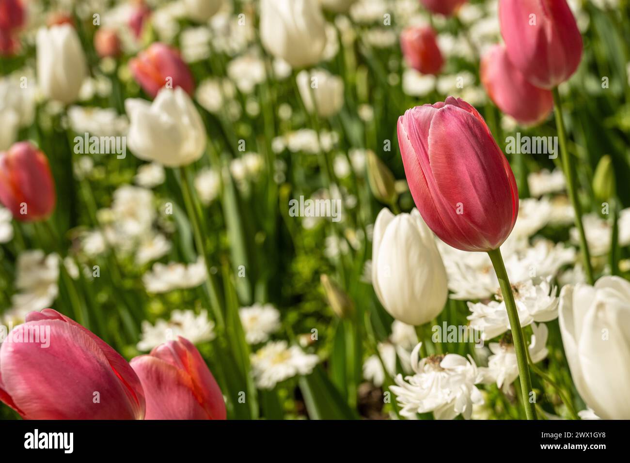 Belles tulipes roses et blanches au jardin botanique d'Atlanta à Midtown Atlanta, Géorgie. (ÉTATS-UNIS) Banque D'Images