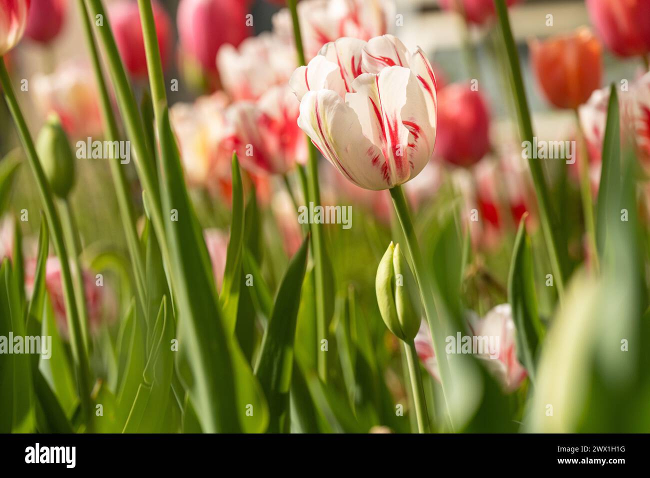 Tulipes printanières en fleurs au jardin botanique d'Atlanta à Midtown Atlanta, Géorgie. (ÉTATS-UNIS) Banque D'Images
