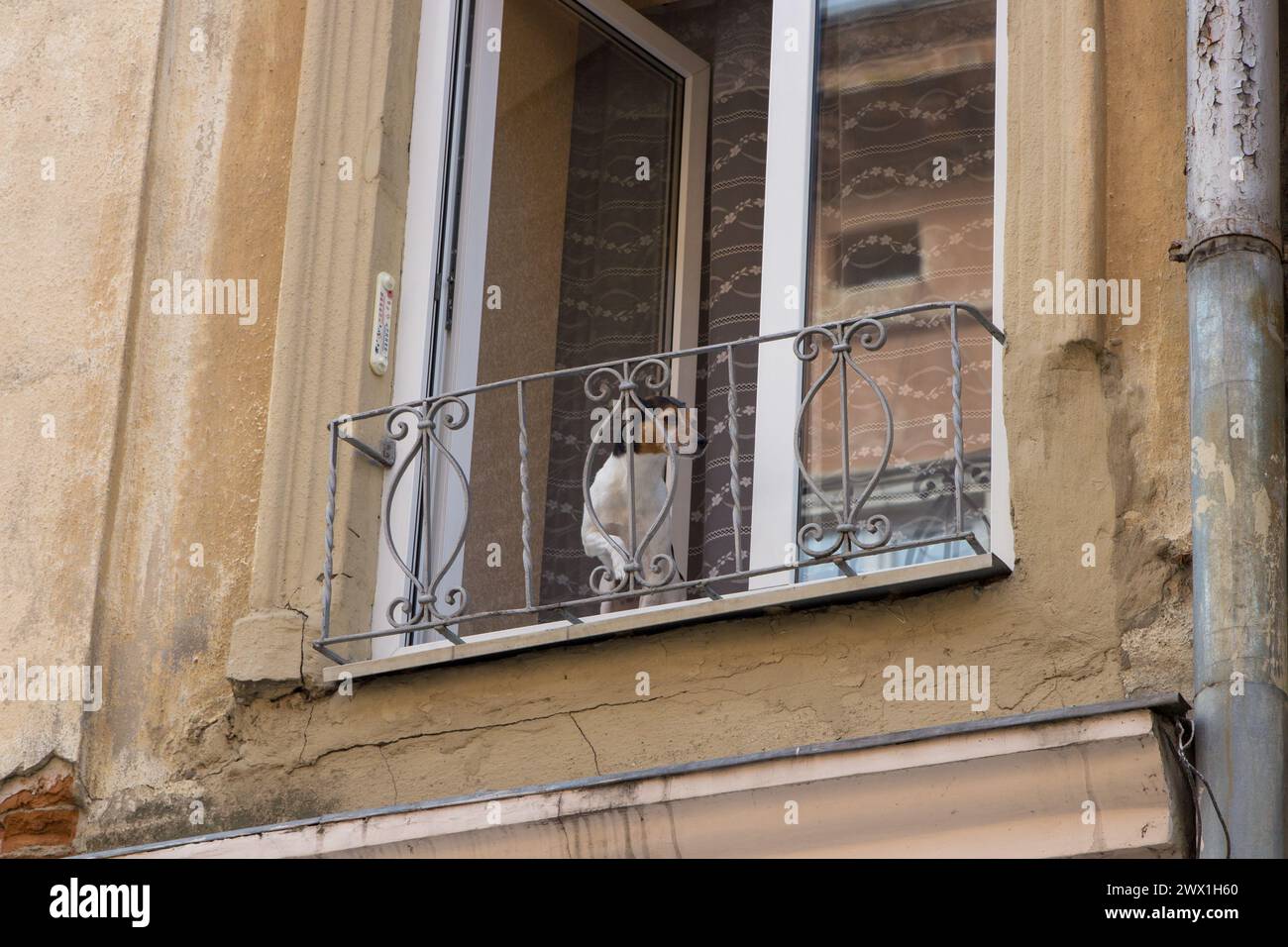 À la vieille maison le chien regardait hors du balcon Banque D'Images