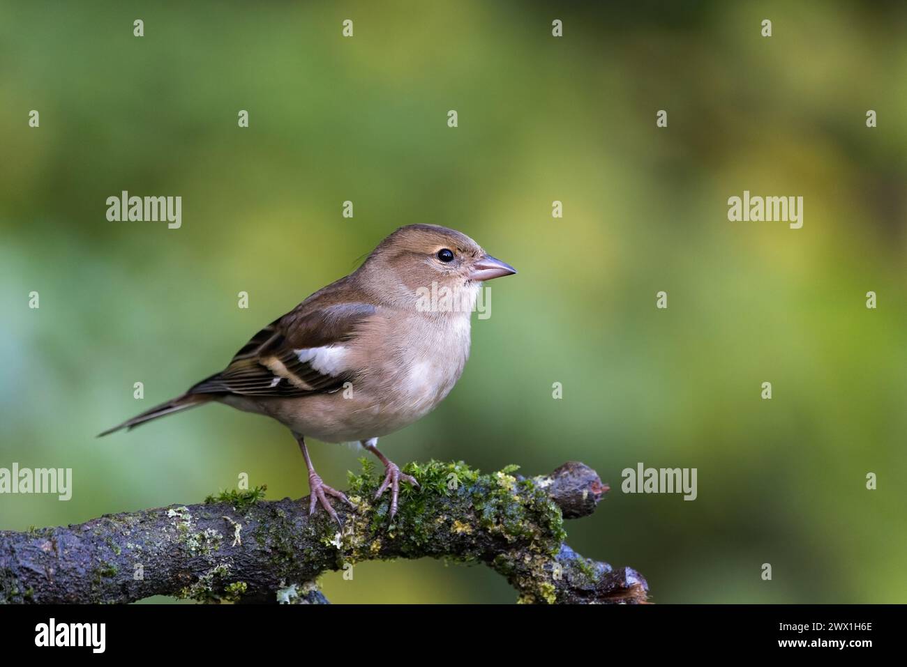 Chaffinch eurasien [ Fringilla coelebs ] oiseau femelle sur branche moussue Banque D'Images