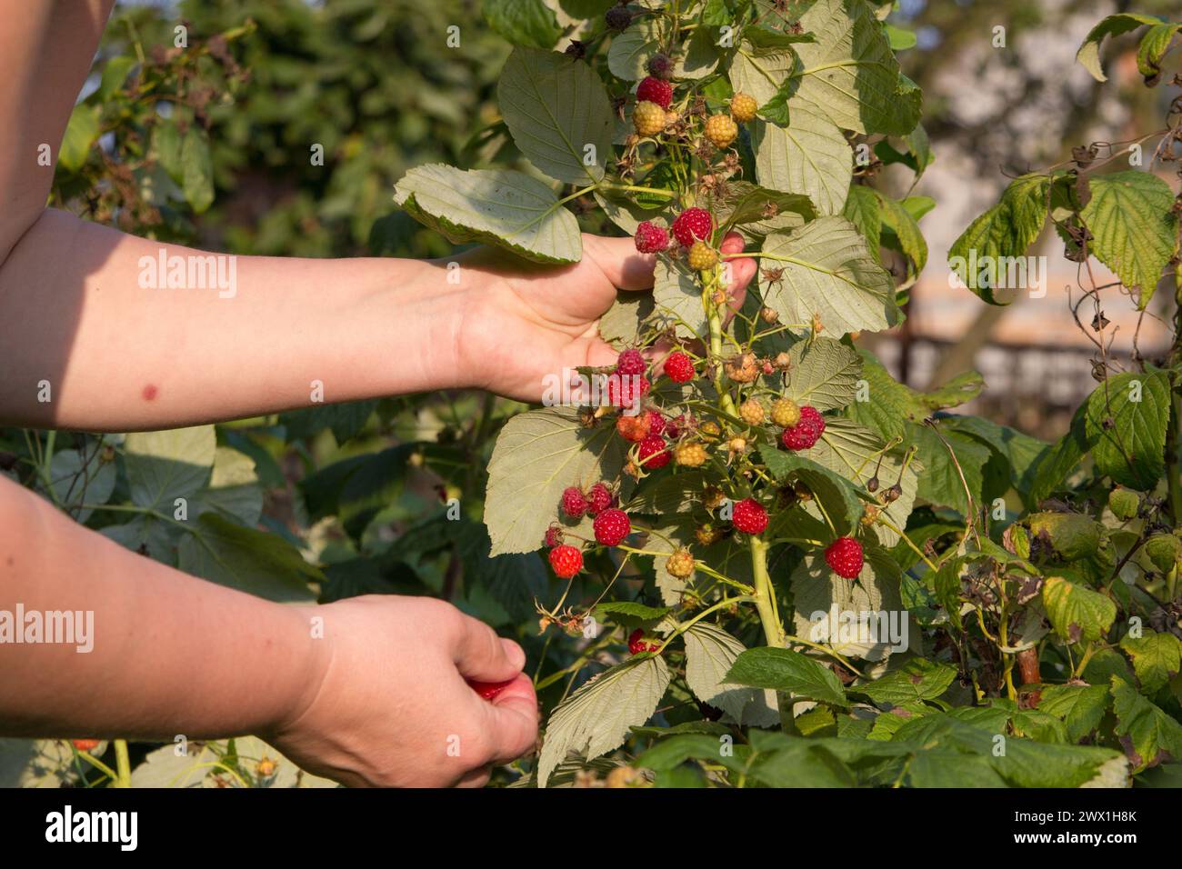 les mains tiennent la branche de framboise mûre sur la plantation du fermier Banque D'Images