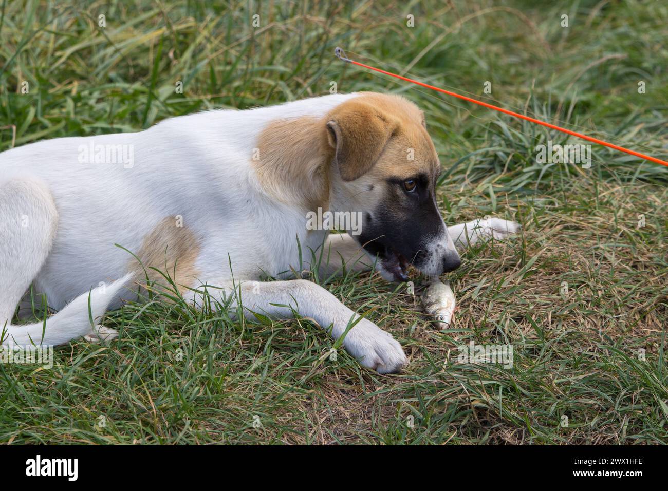 Un chiot mange un poisson sur la rive d'un lac Banque D'Images