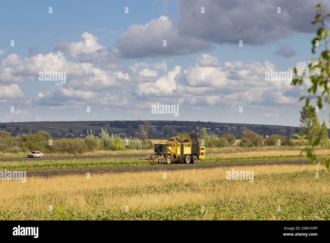 L'automne dans la machine de récolte de champ collecte la betterave à sucre, saison de récolte agricole Banque D'Images