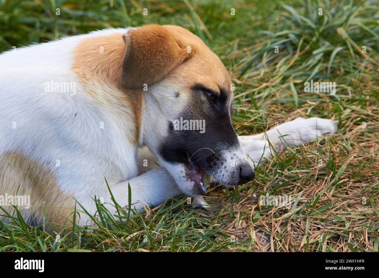 le jeune chien mange du poisson au bord du lac Banque D'Images