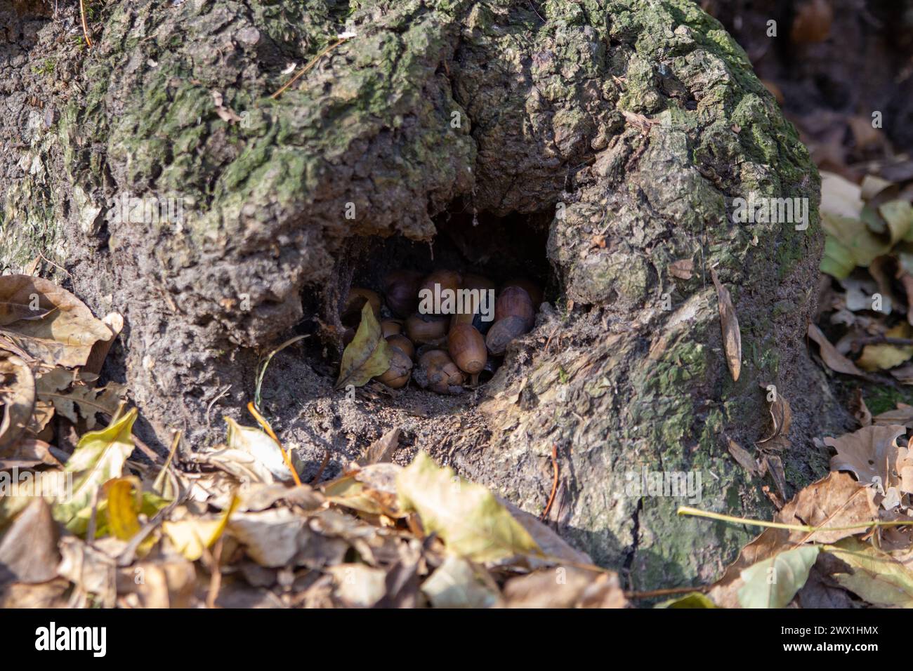 dans l'arbre, l'écureuil creux ramassait des glands pour l'hiver Banque D'Images
