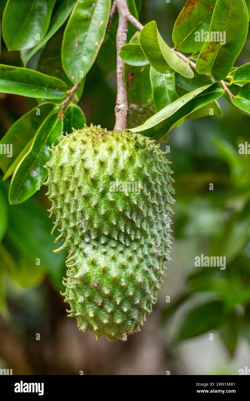 Soursop, appelé graviola, guyabano et en Amérique latine guanabana. Fruit d'Annona muricata, un arbre à feuilles larges, fleuri, à feuilles persistantes. Départ Magdalena Banque D'Images