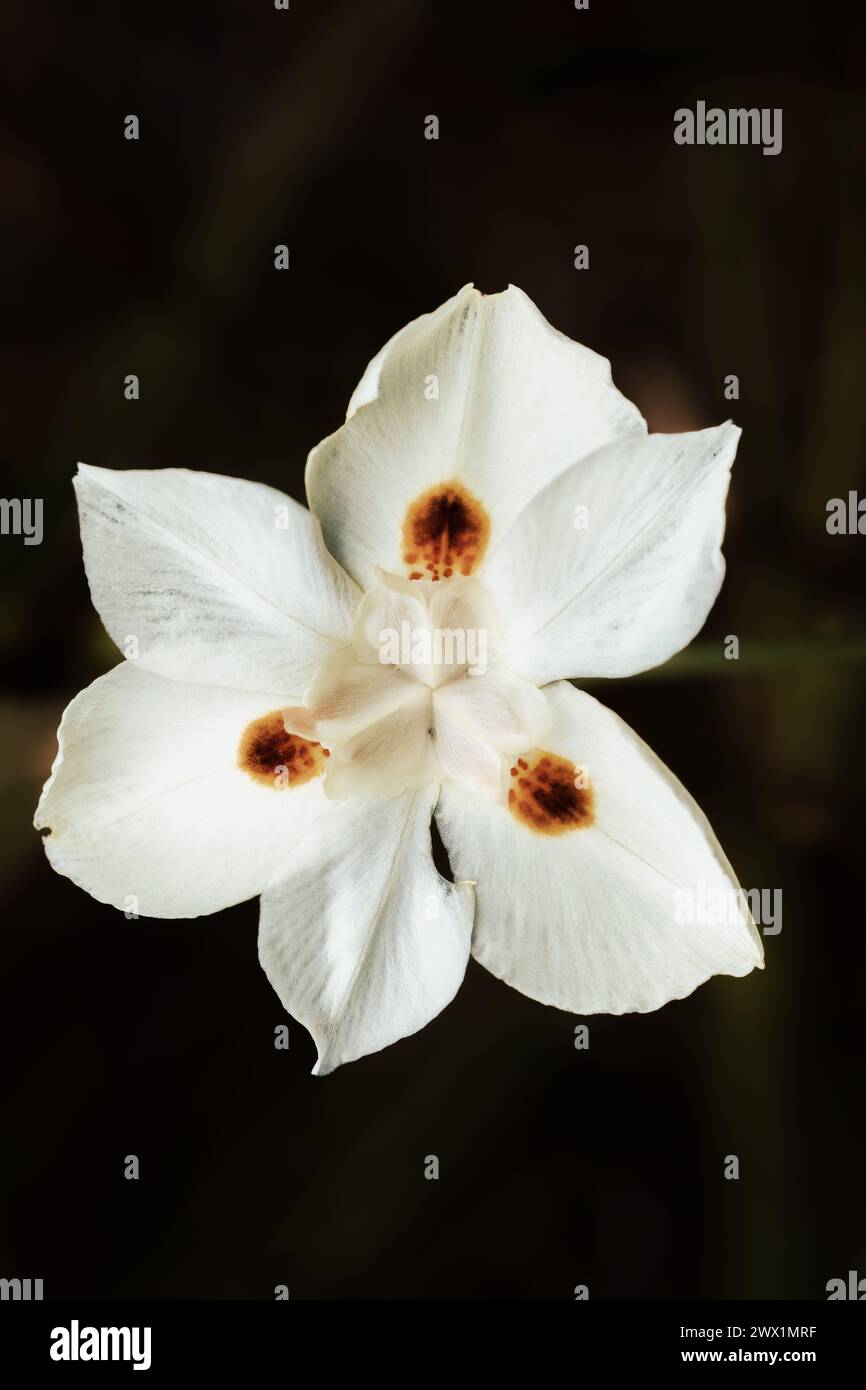 Dietes bicolor, l'iris africain, le lis quinzaine ou la fleur d'iris sauvage jaune. Plante vivace rhizomateuse formant des amas. Guasca, Cundinamarca Departmen Banque D'Images