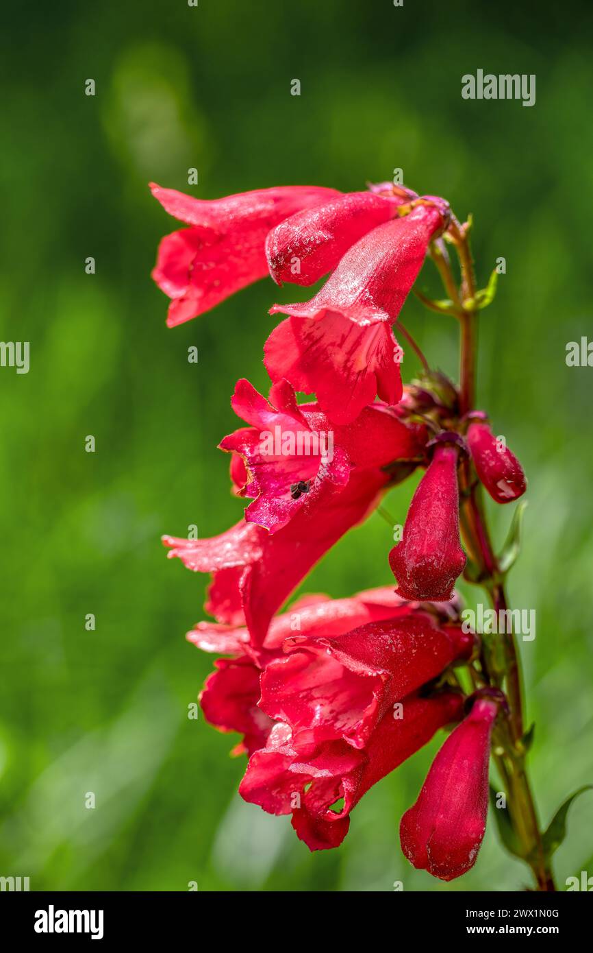 Penstemon hartwegii, nom de fleur commun Hartwegs langue de barbe, espèce d'herbe vivace à fleurs dans la famille des plantains. Guasca, Cundinamarca DEPARTM Banque D'Images