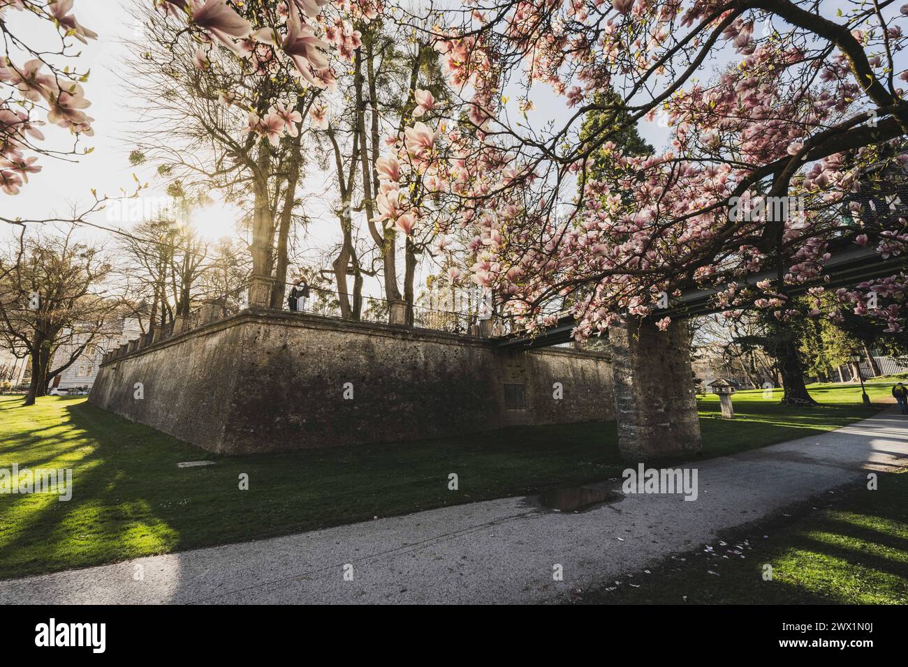 Magnolienbäume beim Übergang in den Salzburger Zwergelgarten im Mirabellgarten in der Mozartstadt Salzburg, Österreich am 25.03.2024. // Magnolia lors de la transition vers le Zwergelgarten de Salzbourg dans les jardins Mirabell dans la ville Mozart de Salzbourg, Autriche, le 25 mars 2024. - 20240325 PD10761 crédit : APA-defacto Datenbank und Contentmanagement GmbH/Alamy Live News Banque D'Images