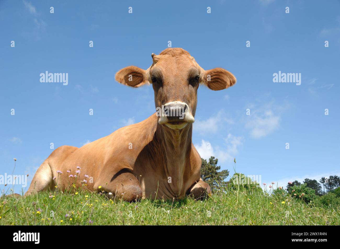 Le visage de la vache triste repose sur l'herbe verte Banque D'Images