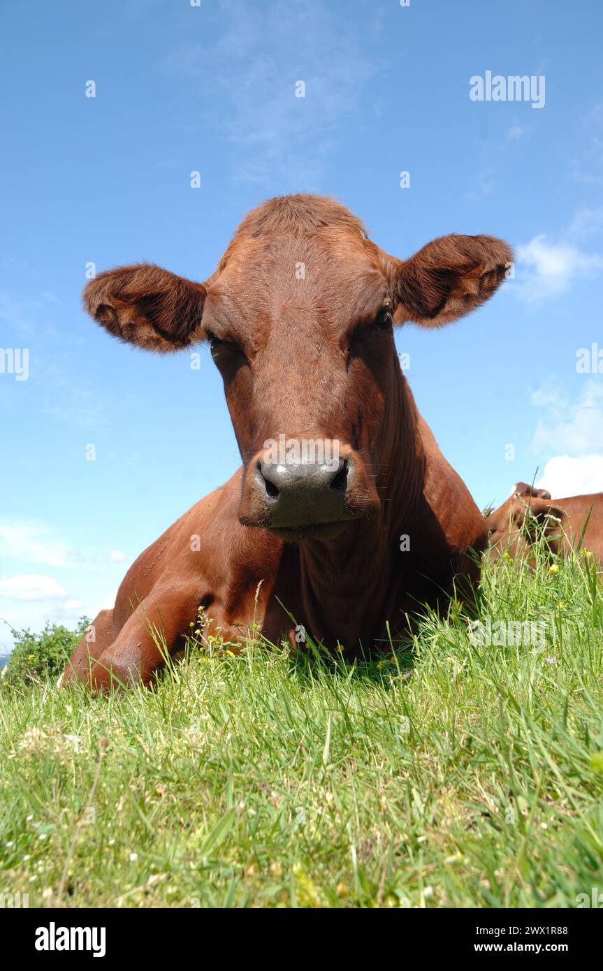 Le visage de la vache triste repose sur l'herbe verte Banque D'Images