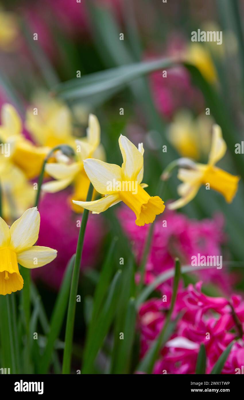 Narcisse. Jonquilles parmi les jacinthes roses dans une bordure de jardin. ROYAUME-UNI Banque D'Images
