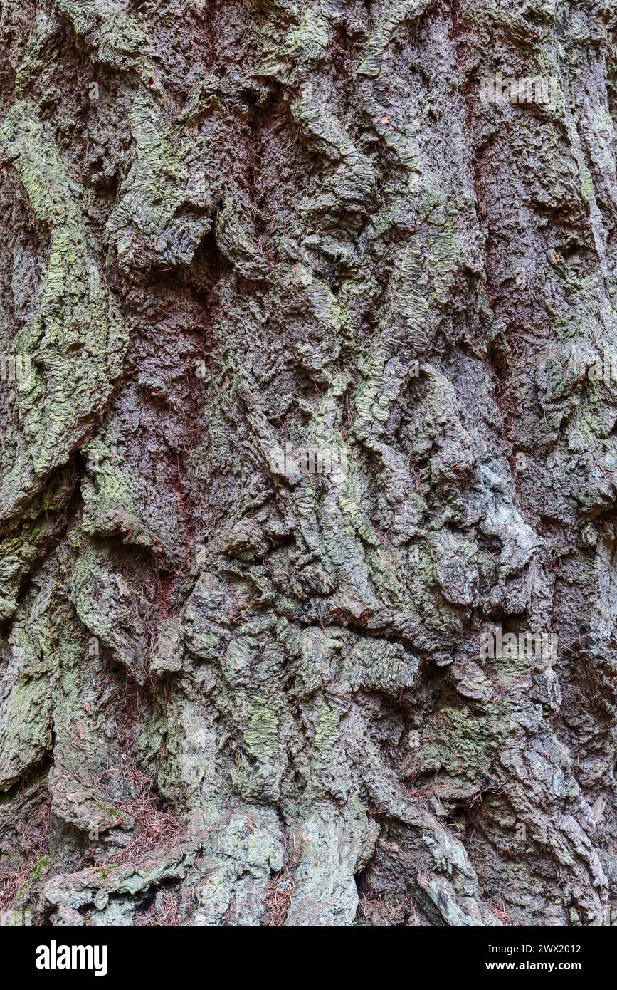 Grossissement d'écorce d'arbre rugueuse en Écosse, avec des fissures profondes et des lichens vert pâle formant une texture naturelle gris-brun irrégulière. Banque D'Images