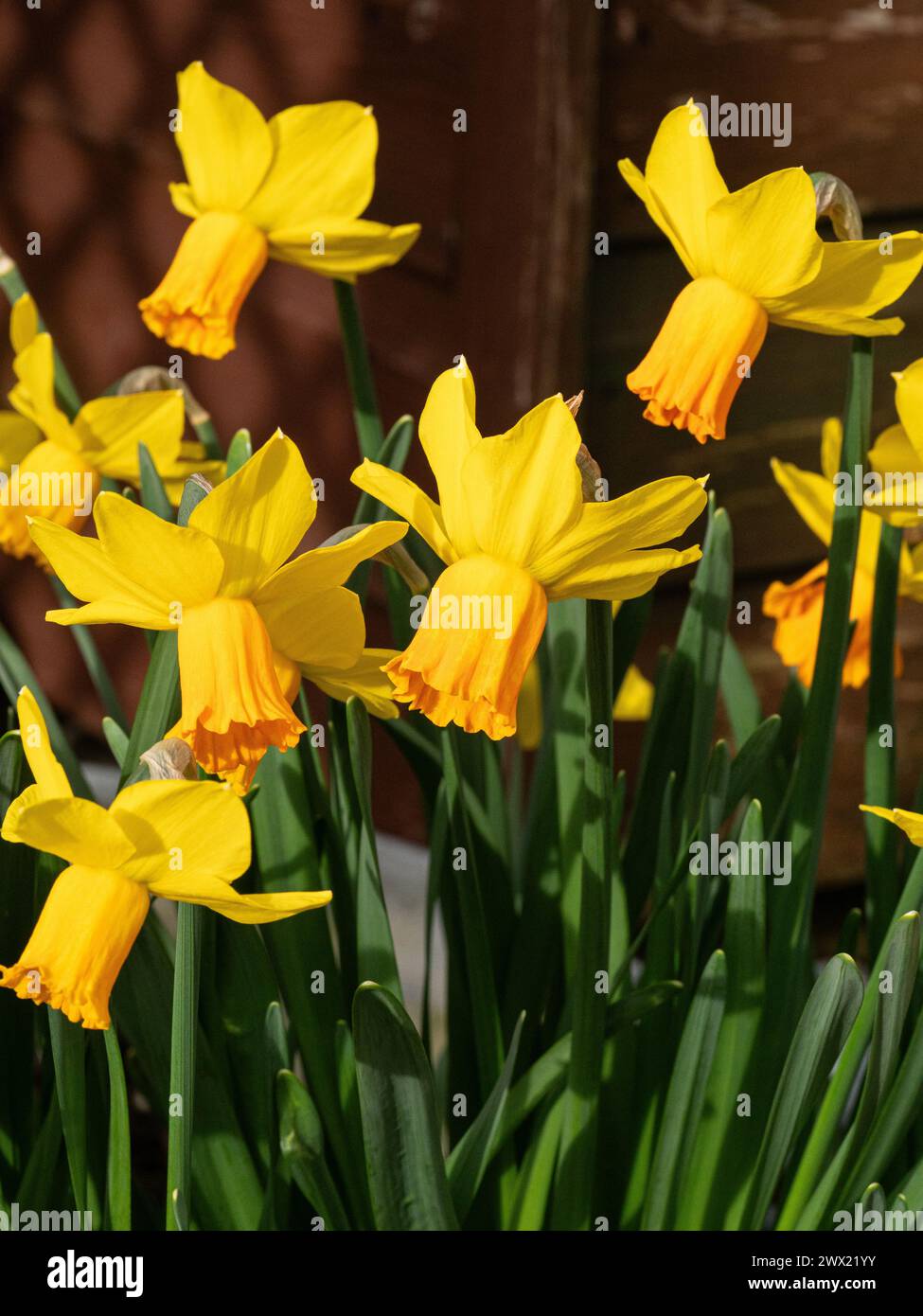 Un gros plan d'un groupe de fleurs du jaune et orange Narcisse 'Jetfire' Banque D'Images