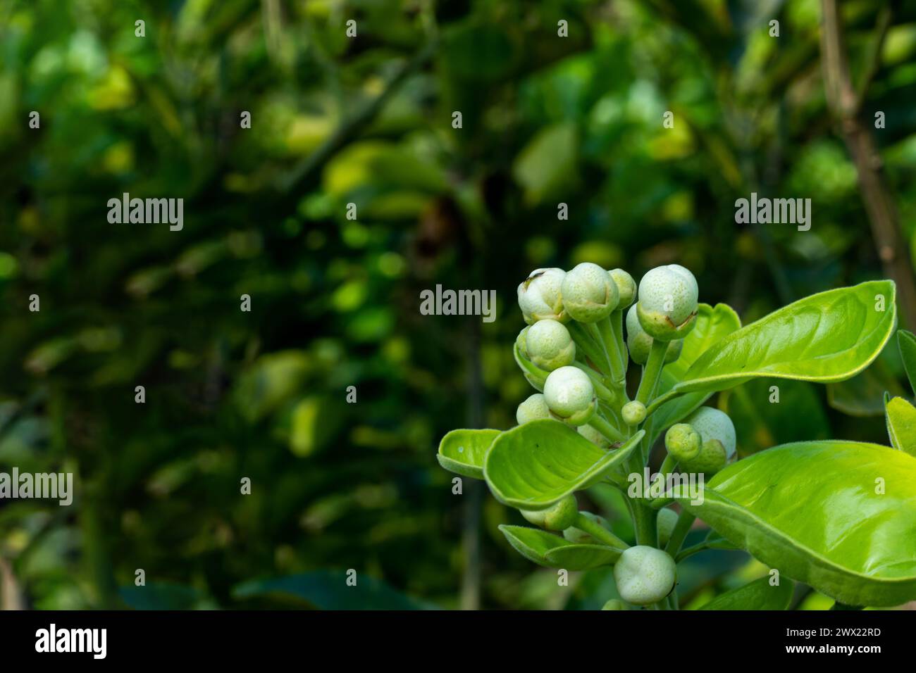 Jambura ou Pomelo, Citrus grandis, les fleurs sont d'un blanc brillant, avec 5 pétales. Ils sont doux-parfumés. Là où la fleur fleurit, toute la prémisse est remplie Banque D'Images