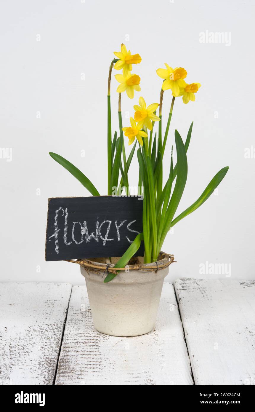 Jonquilles dans un pot et plaque signalétique noire avec inscription blanche sur fond clair, table en bois blanc. Banque D'Images