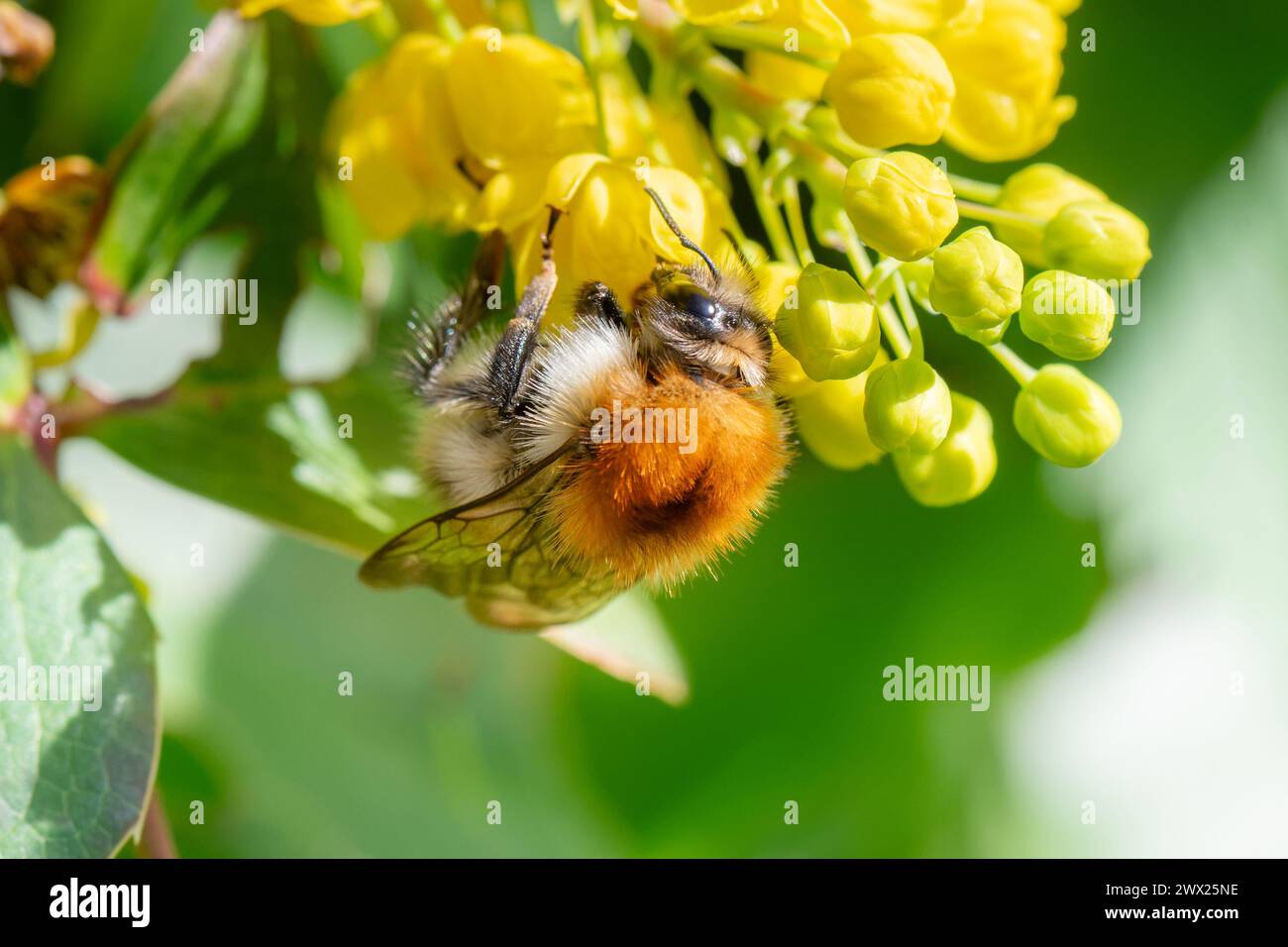 Abeille minière Tawny recueillant du pollen sur une fleur de mahonia aquifolium Banque D'Images