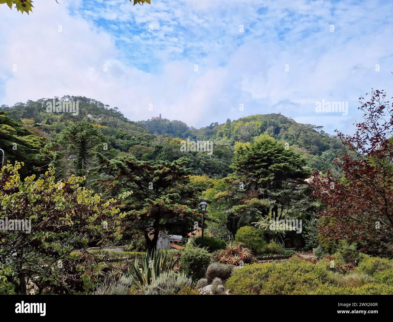Une forêt vibrante avec des plantes sous un ciel bleu : Castelo dos Mouros, Sintra, Portugal Banque D'Images