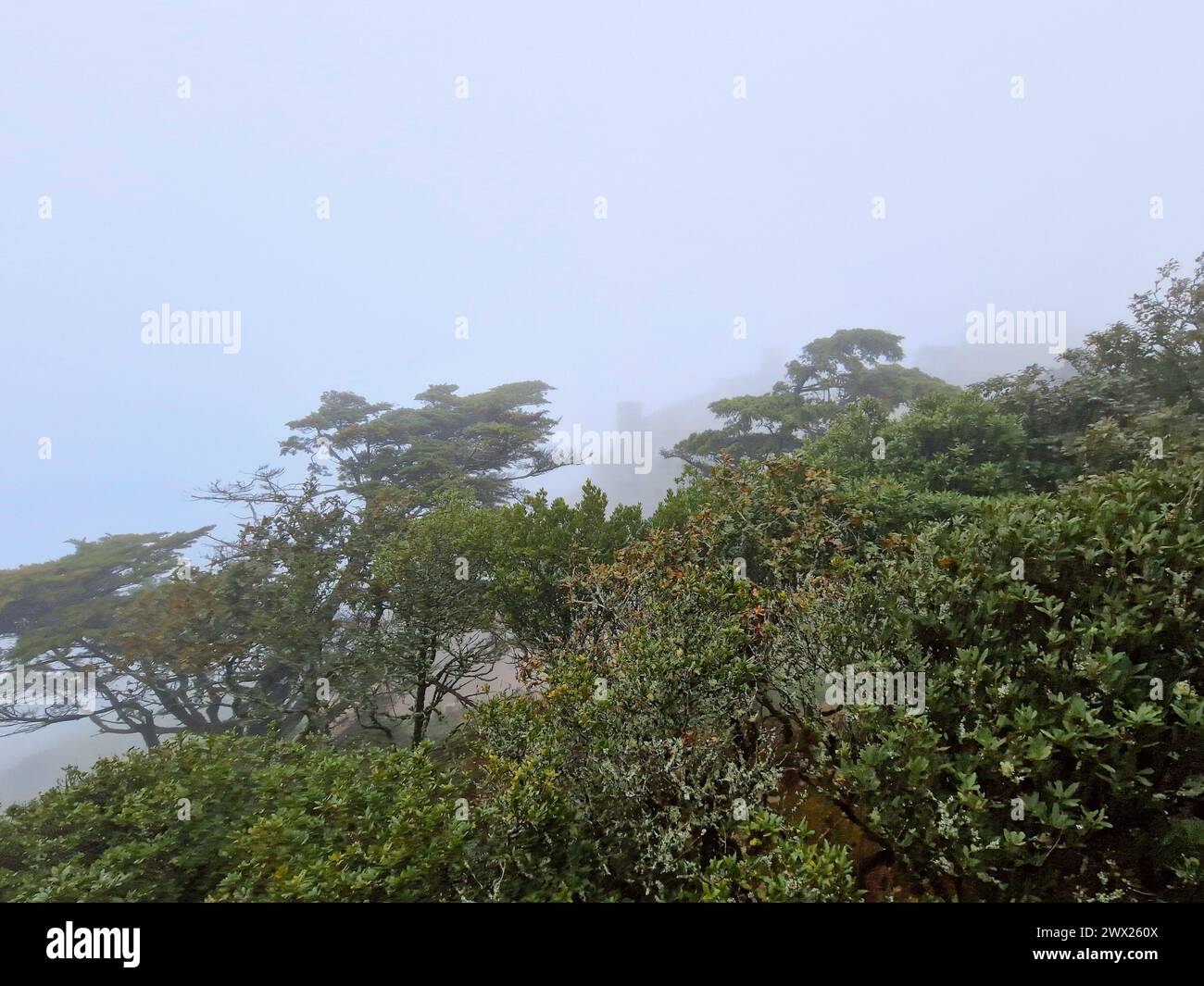 Une forêt vibrante avec des plantes sous un ciel bleu : Castelo dos Mouros, Sintra, Portugal Banque D'Images