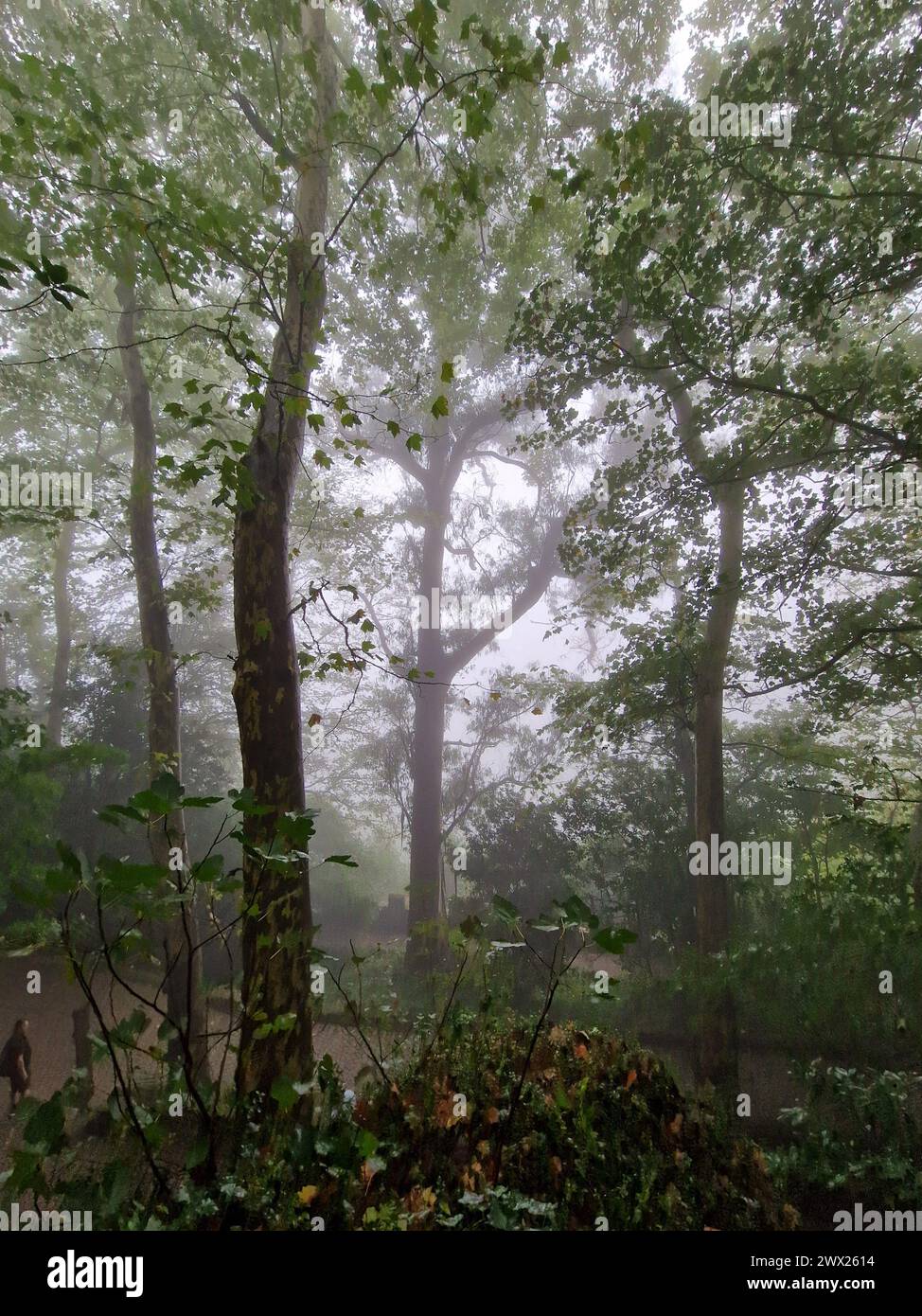 Une forêt vibrante avec des plantes sous un ciel bleu : Castelo dos Mouros, Sintra, Portugal Banque D'Images