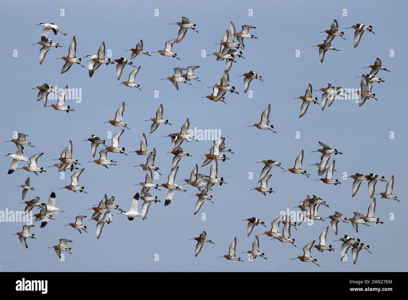 Dowitcher à bec long (Limnodromus scolopaceus) Cley Norfolk mars 2024 Godwit à queue noire (Limosa limosa islandica) Avocet (Recurvirostra avosetta) Banque D'Images