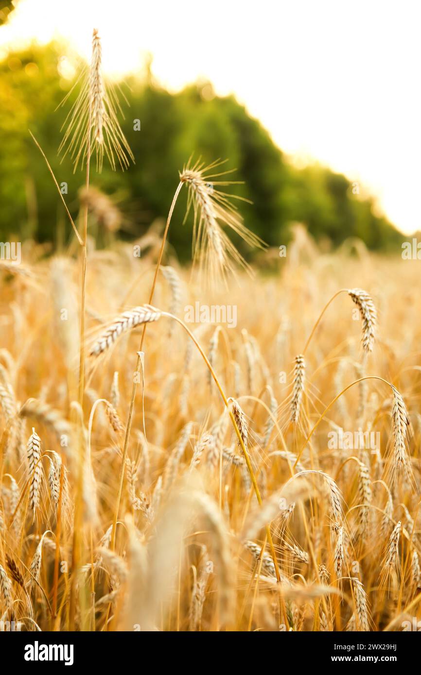 gros plan de grains de blé doré mûrs sur un fond jaune vif, mettant en valeur la beauté et l'abondance de cet aliment de base essentiel, approprié Banque D'Images