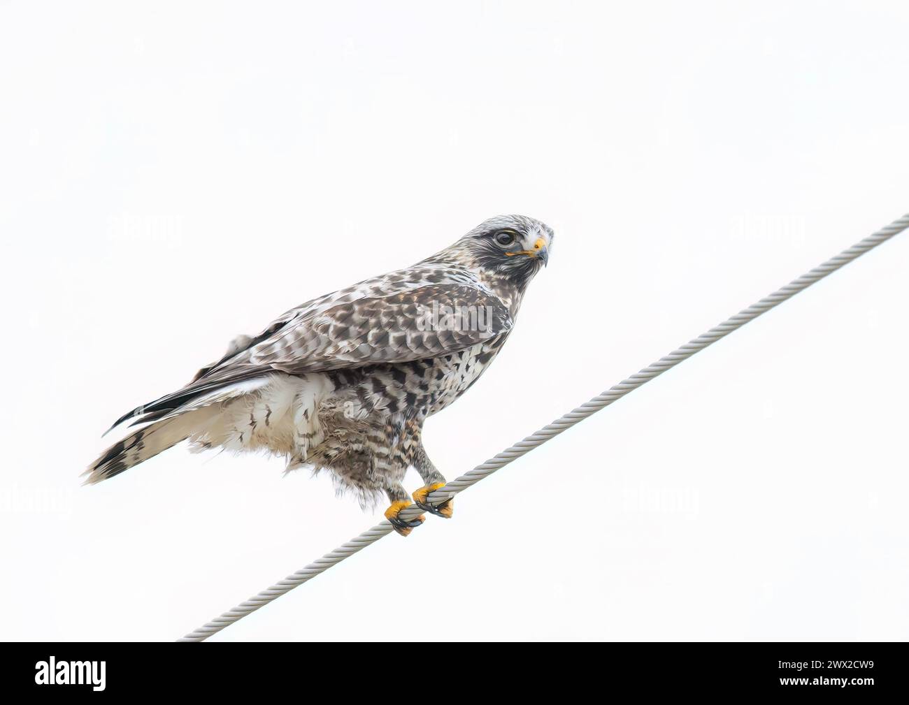 Faucon à pattes rugueuses isolé sur fond blanc perché sur un fil en hiver au Canada Banque D'Images