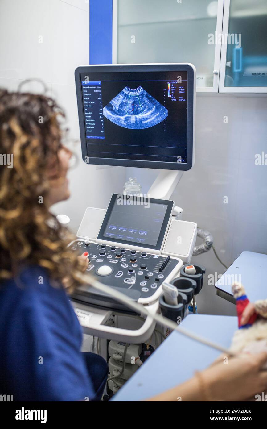 Les vétérinaires féminins et masculins font une échographie d'une chatte enceinte Banque D'Images