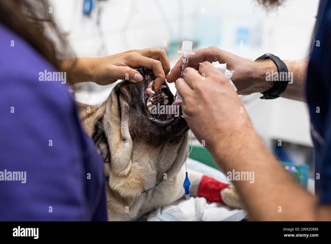 Médecins vétérinaires intubant un chien en salle d'opération Banque D'Images
